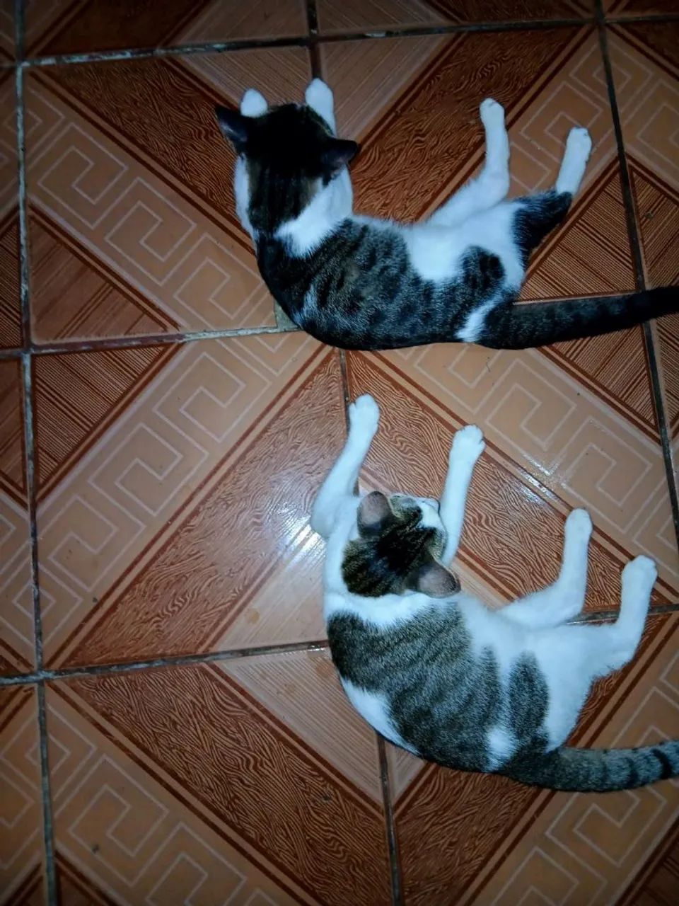 Doação de gatas - Foto 4