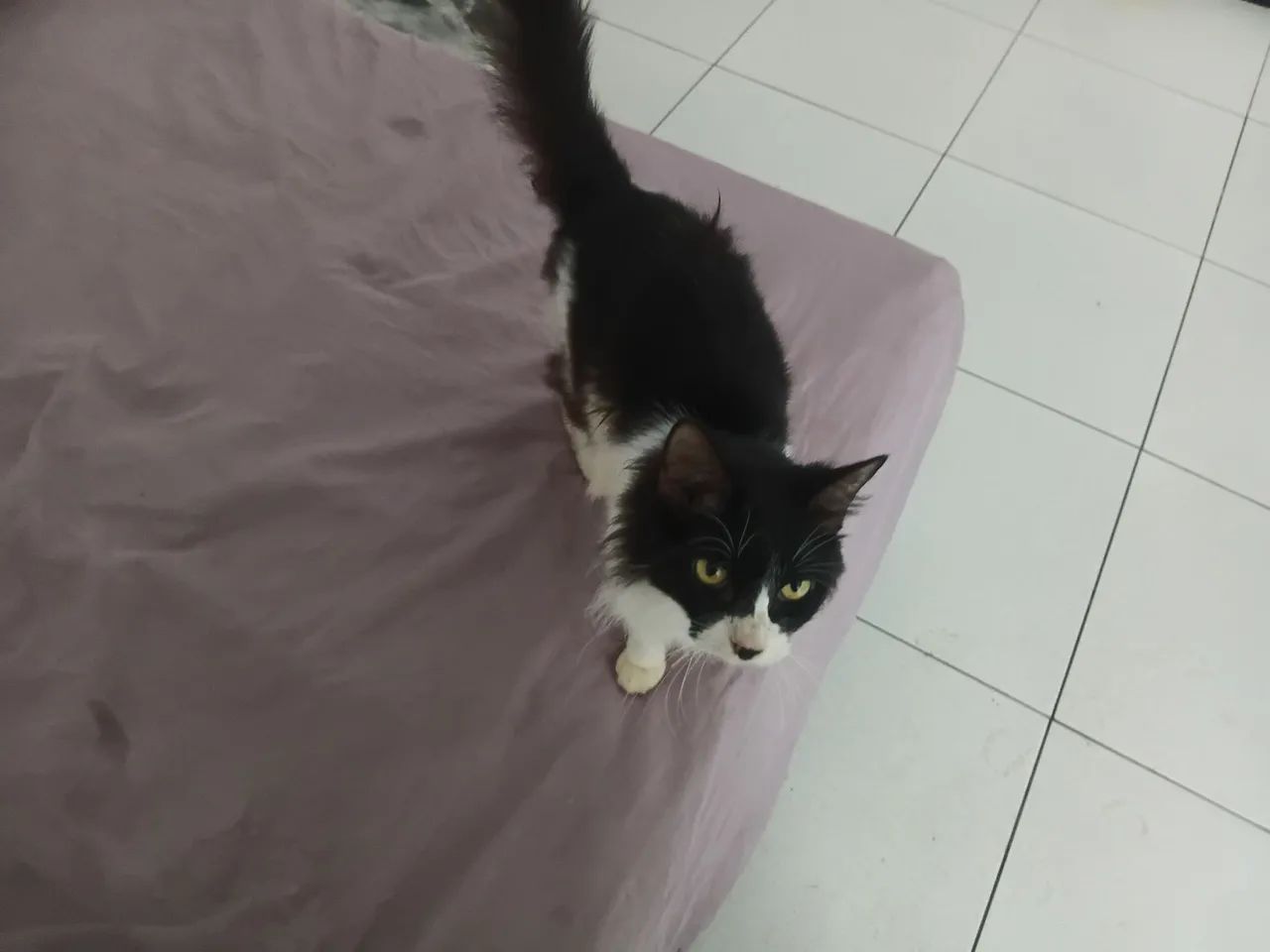 Gata castrada dócil