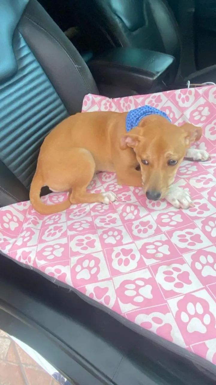 Cachorro aproximadamente 6 meses para adoção  - Foto 5