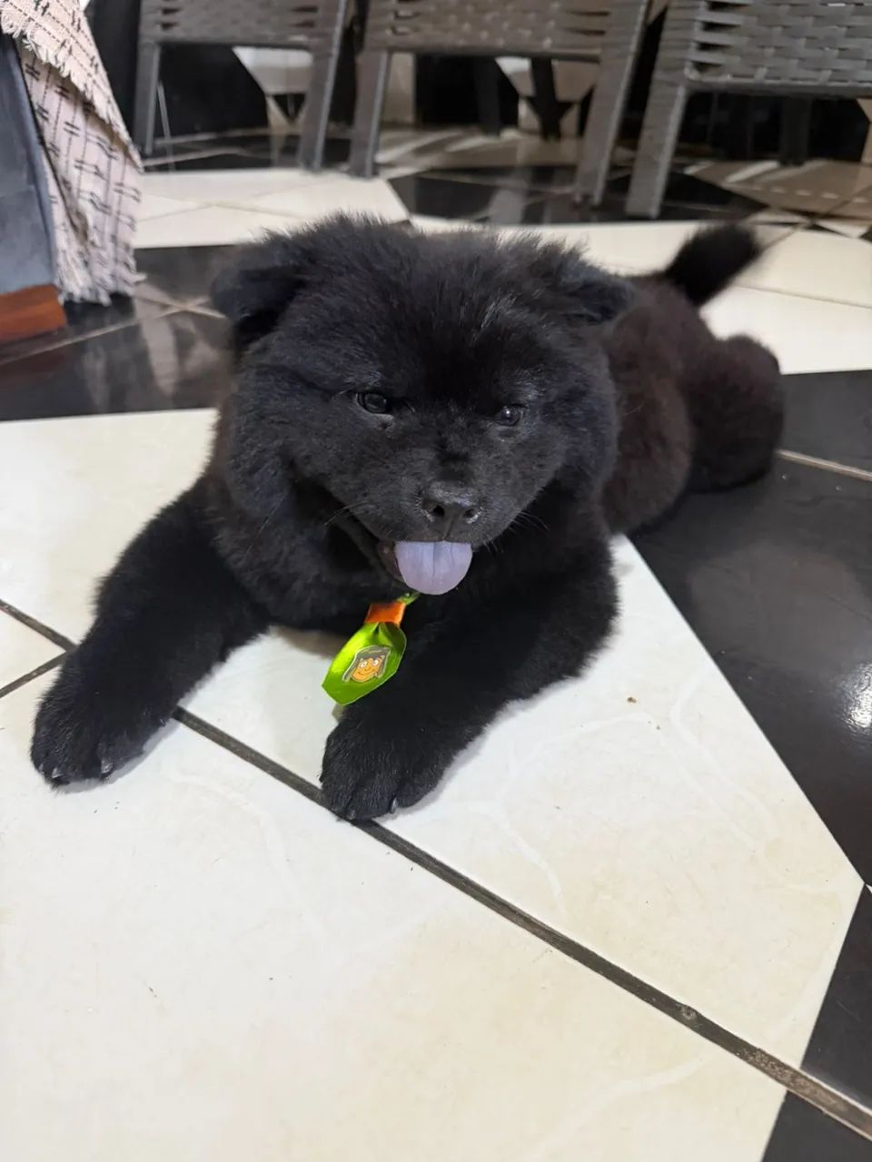 Animais de estimação  - Foto 2