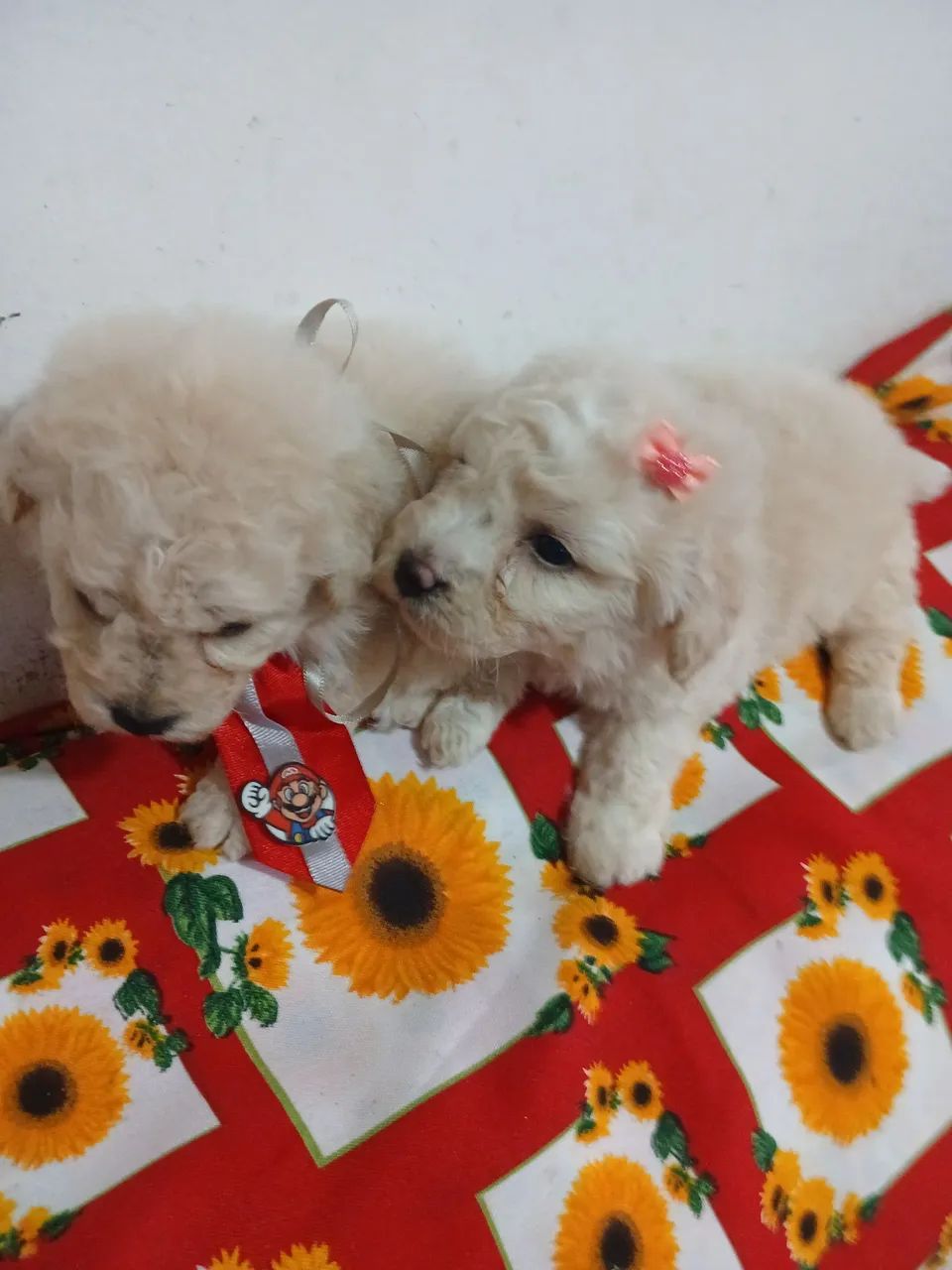 Poodle Micro Toy - Foto 4