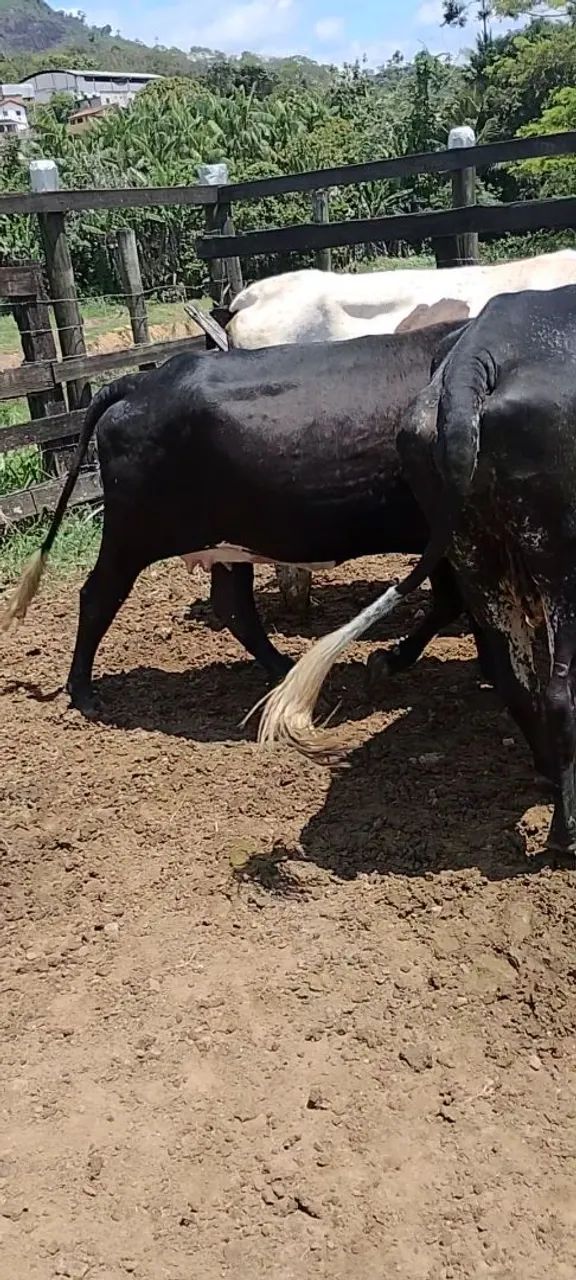 Vaca e novilhas leiteiras  - Foto 3