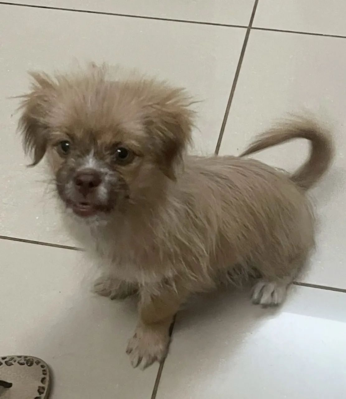Filhote lhasa com shitzu - Foto 4