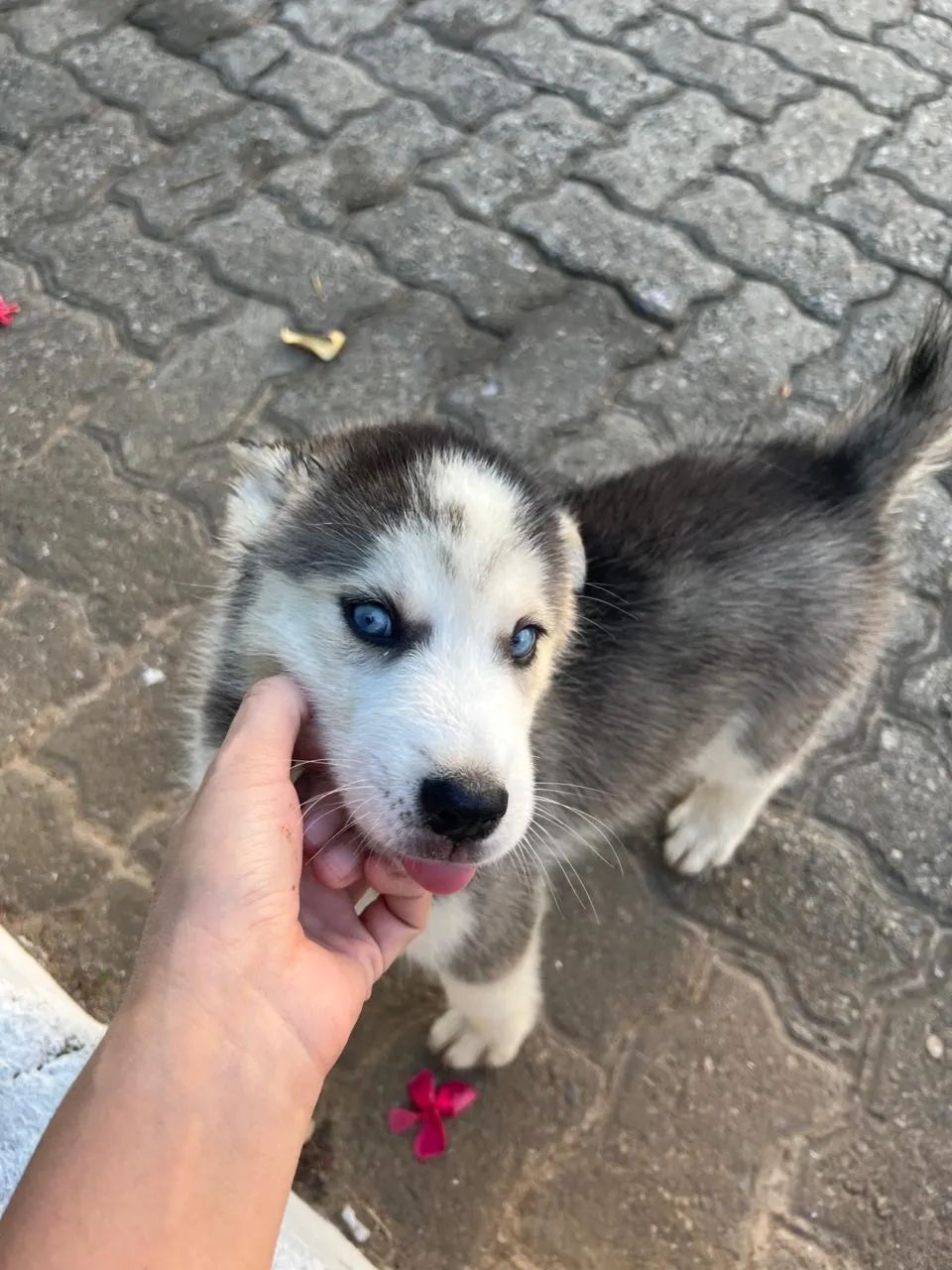 Husky Siberiano Macho | Vacinado | Lindo Filhote | R$ 1.200 - Foto 2