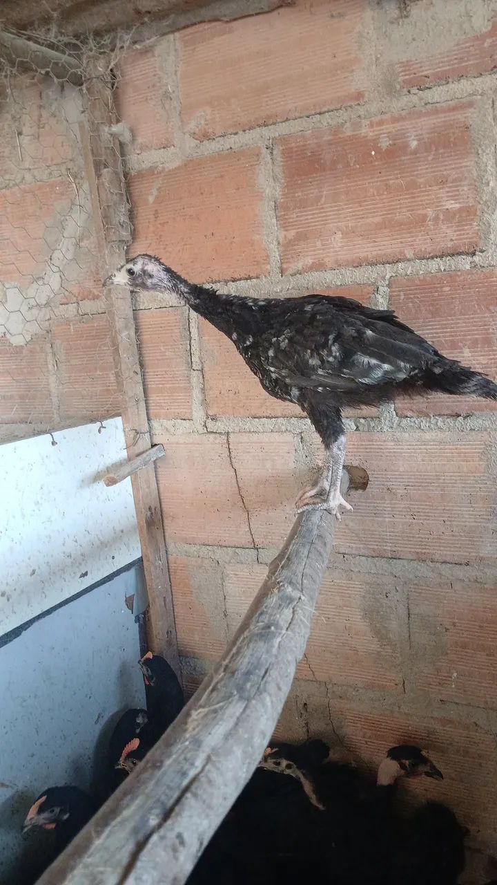Filhote de peru 