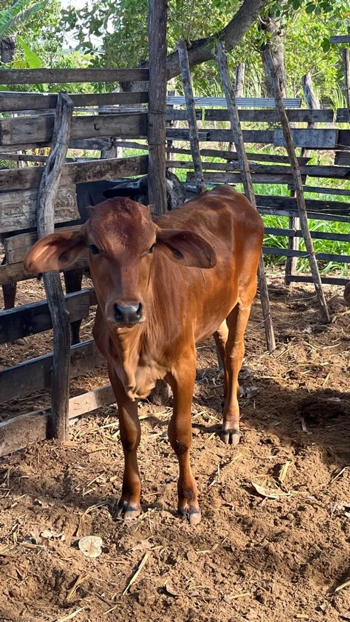 VACA PARIDA  - Foto 5