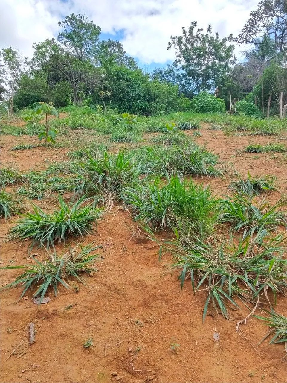 Terreno - Foto 2