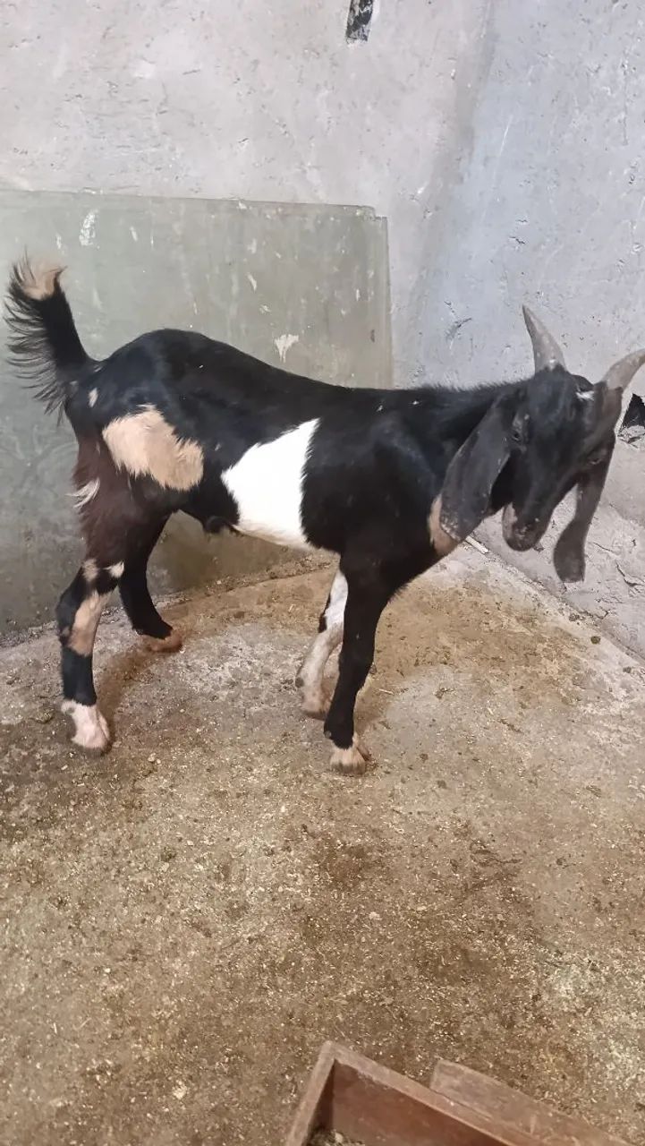 Cabras e cabritos  - Foto 4