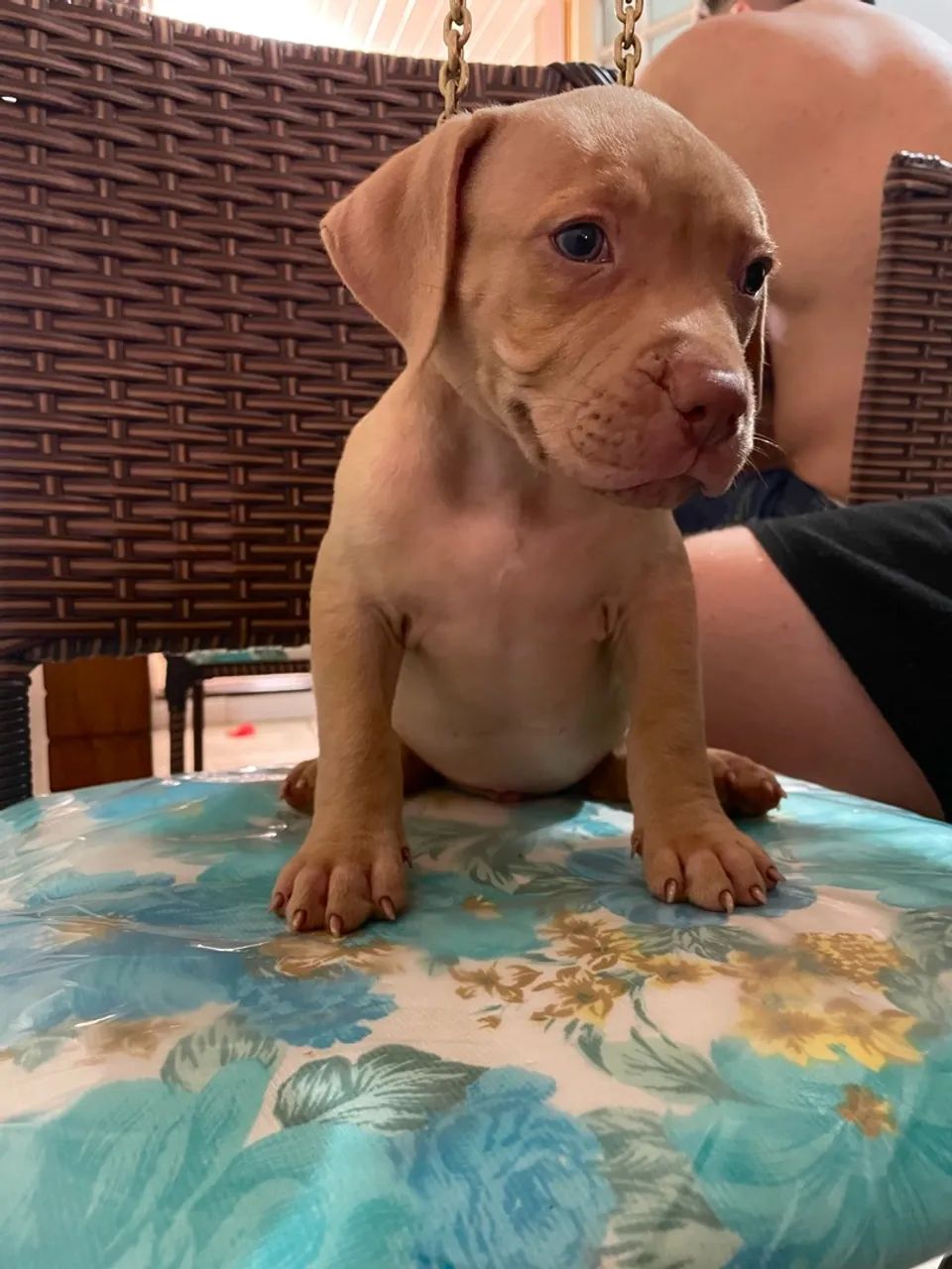 Pit bull  - Foto 3