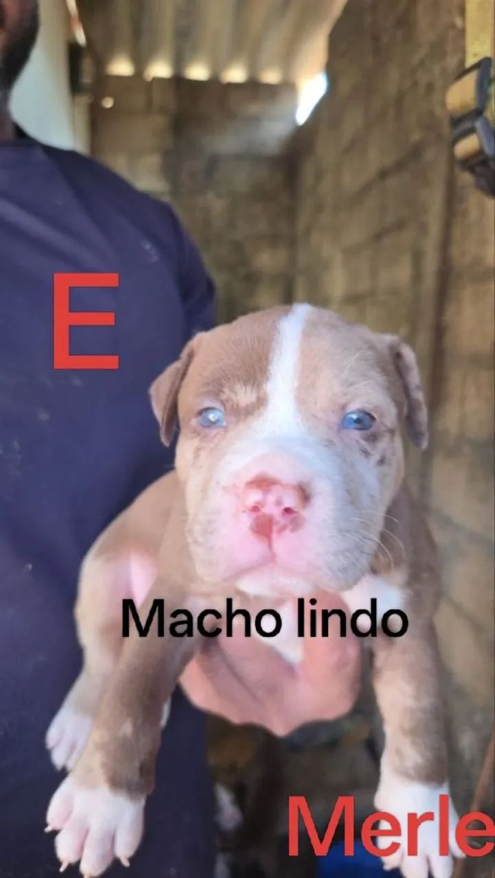 Pit monster/American Bully standart  - Foto 2