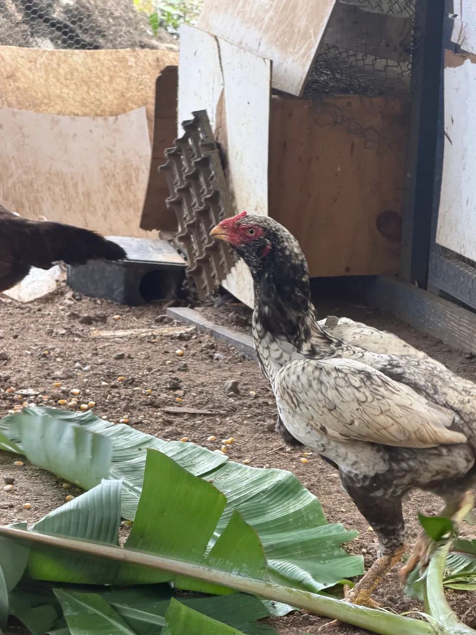 Galinhas índias 