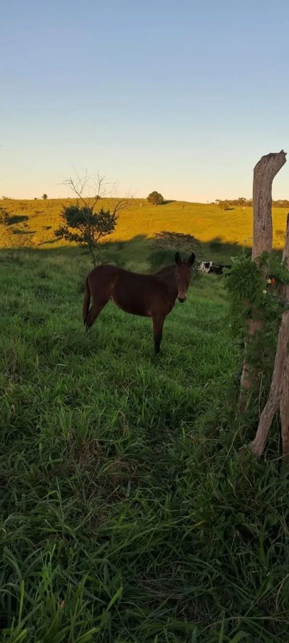 Mula a venda  - Foto 3