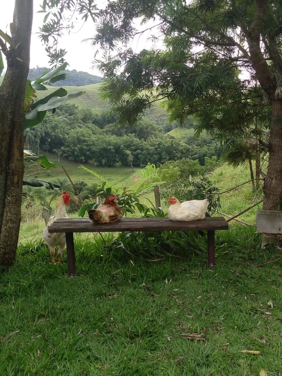 Sitio  - Foto 4