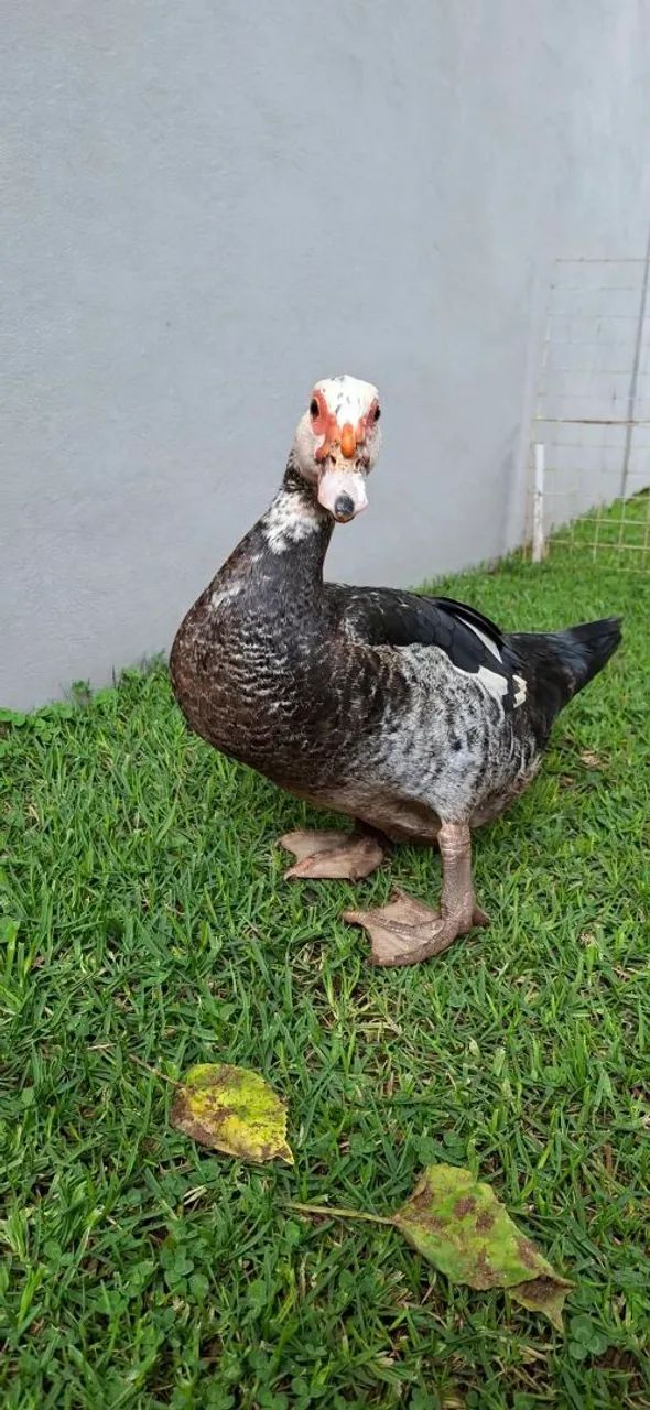 Patos - Foto 2