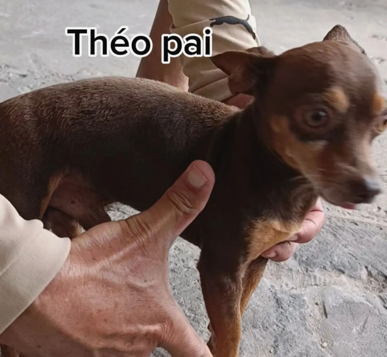 Pinscher miniatura macho - Foto 5