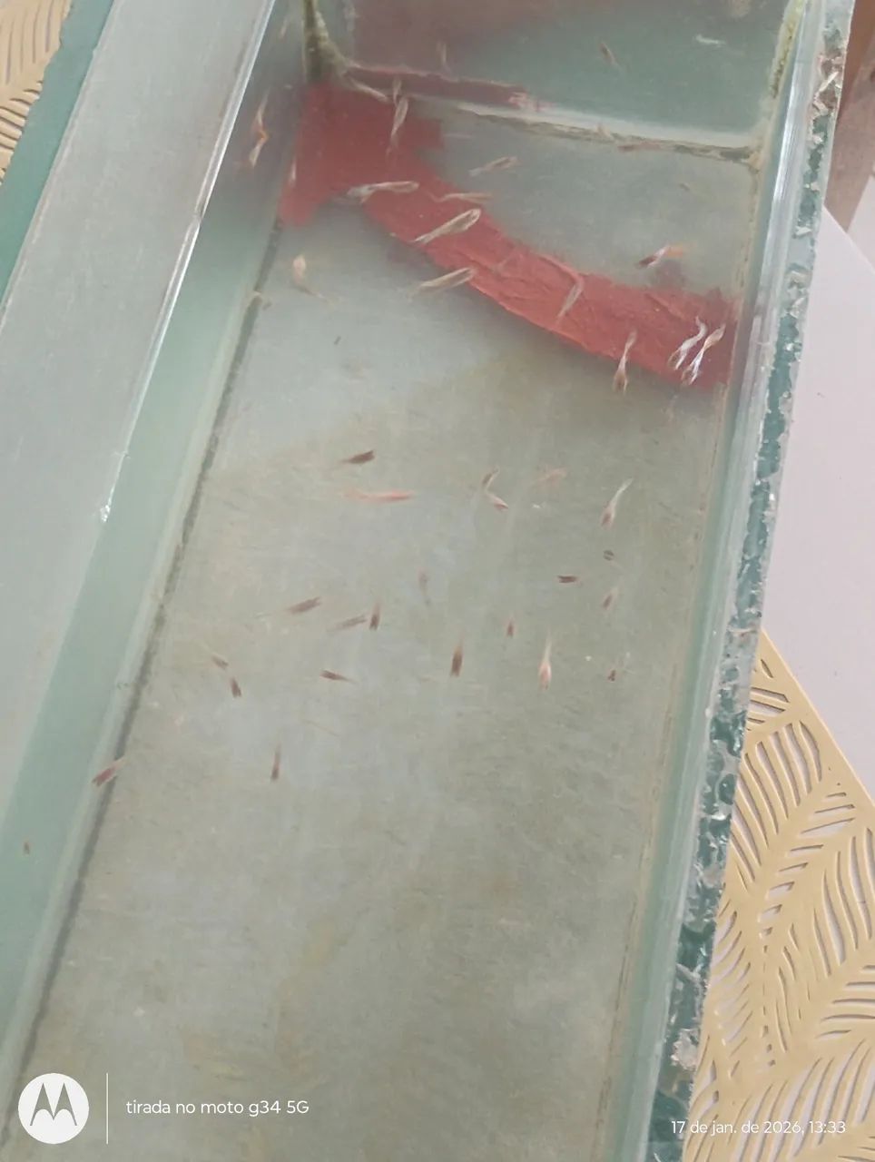 Aquário valor 100 reais, medindo 48cm x 25cm x 15cm. - Foto 3