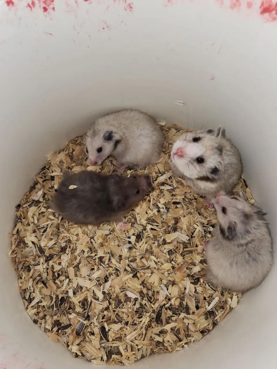 Hamsters  - Foto 3