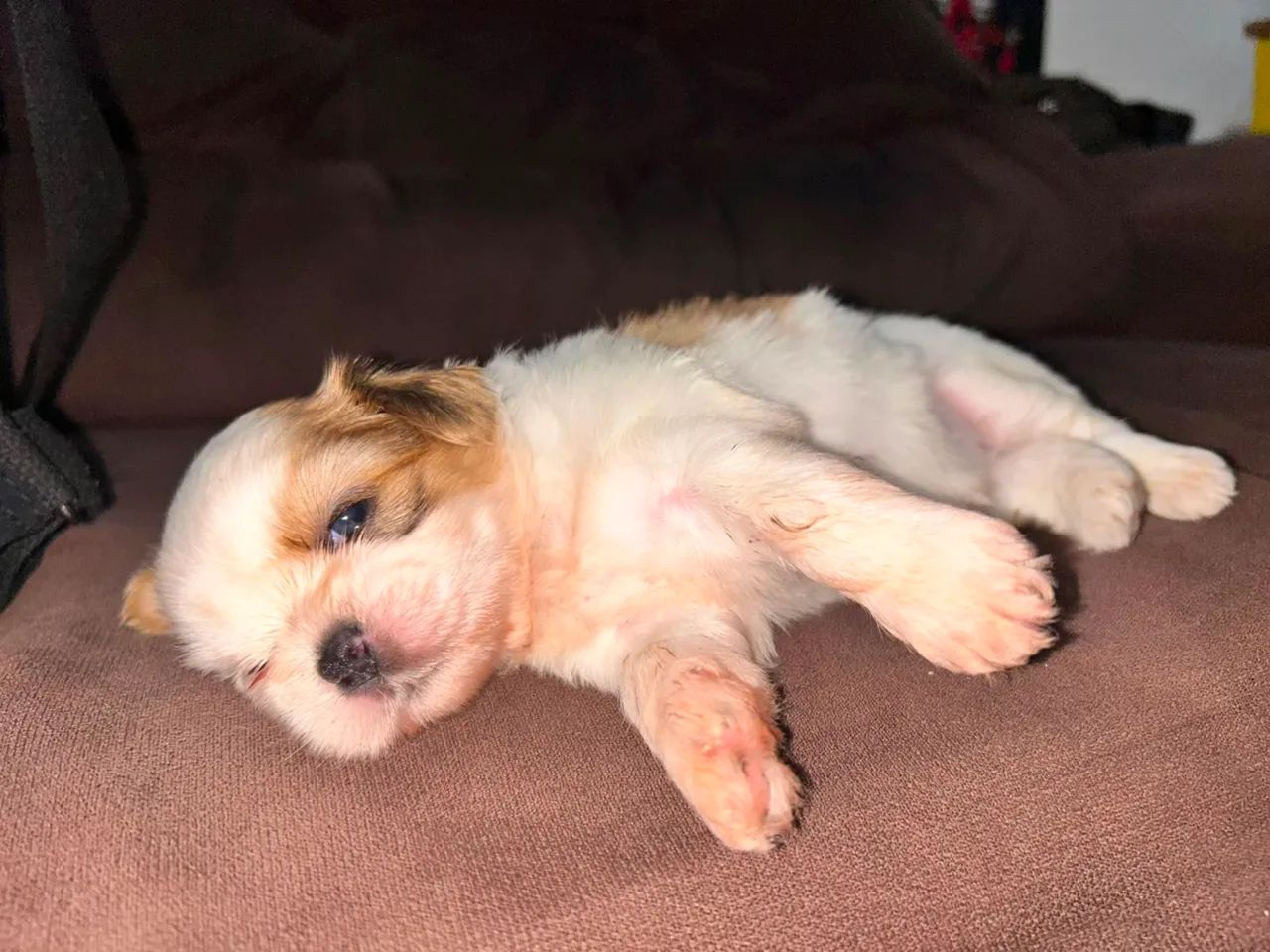 Shitzu Mini Macho 
