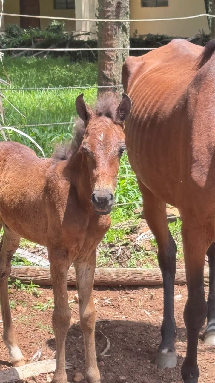 Vendo égua mangalarga machador linhagem tigrao café preço por oportunidade  - Foto 4