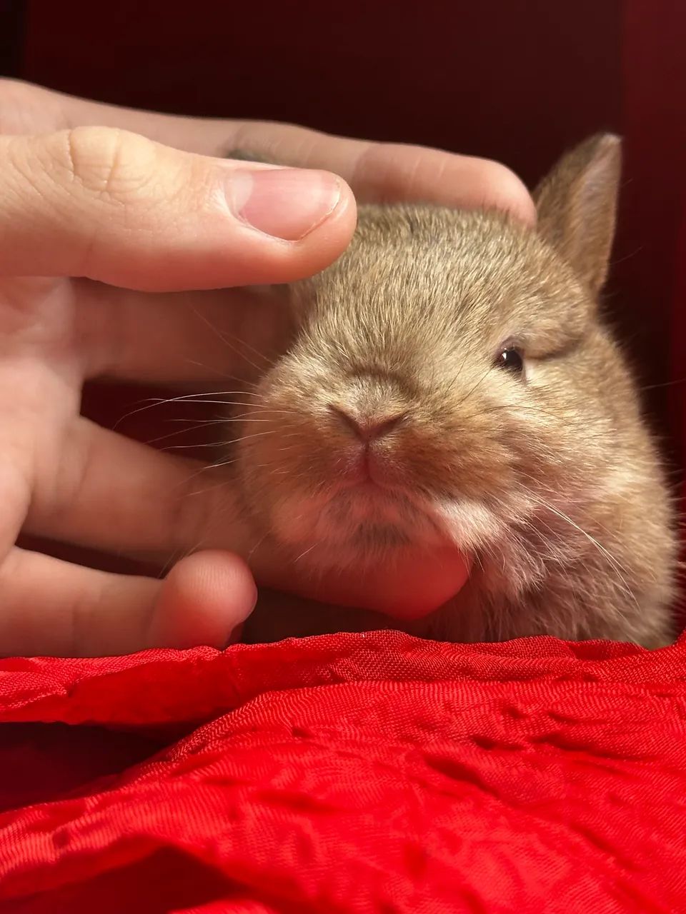 Mini Coelho Netherland Dwarf 