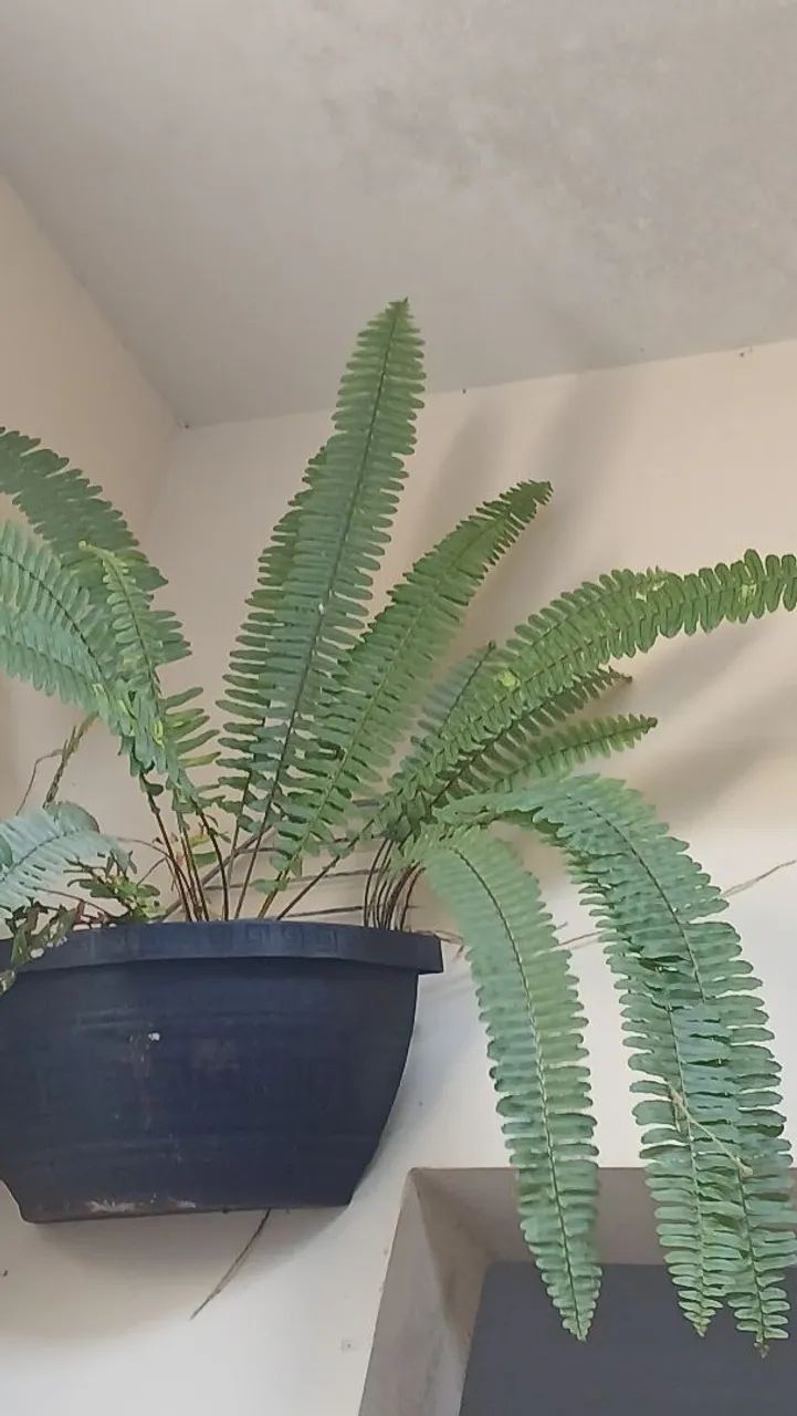 Plantas e vasos  - Foto 5
