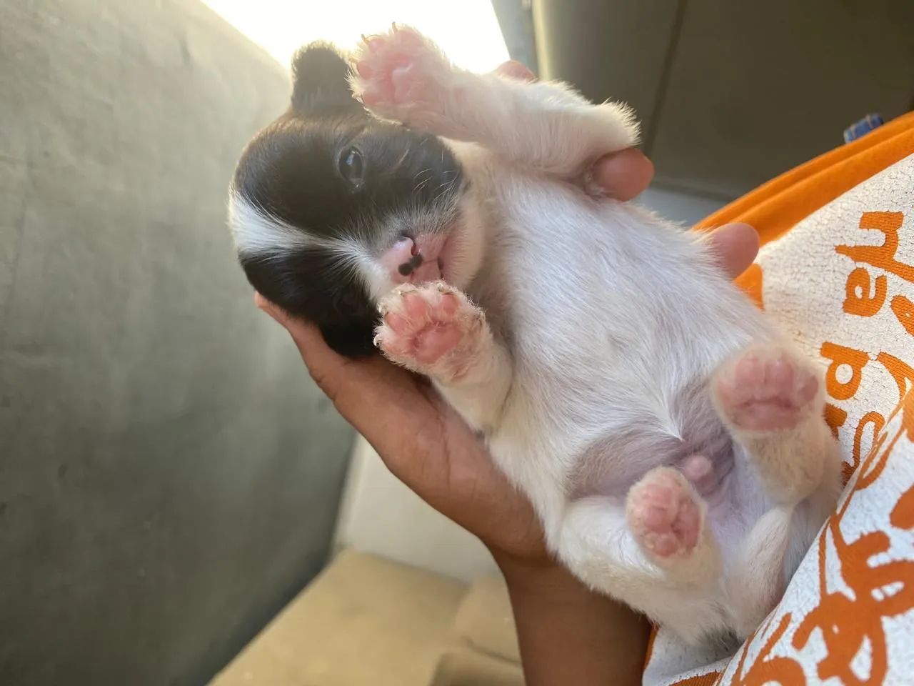 Machinho de lhasa - Foto 2