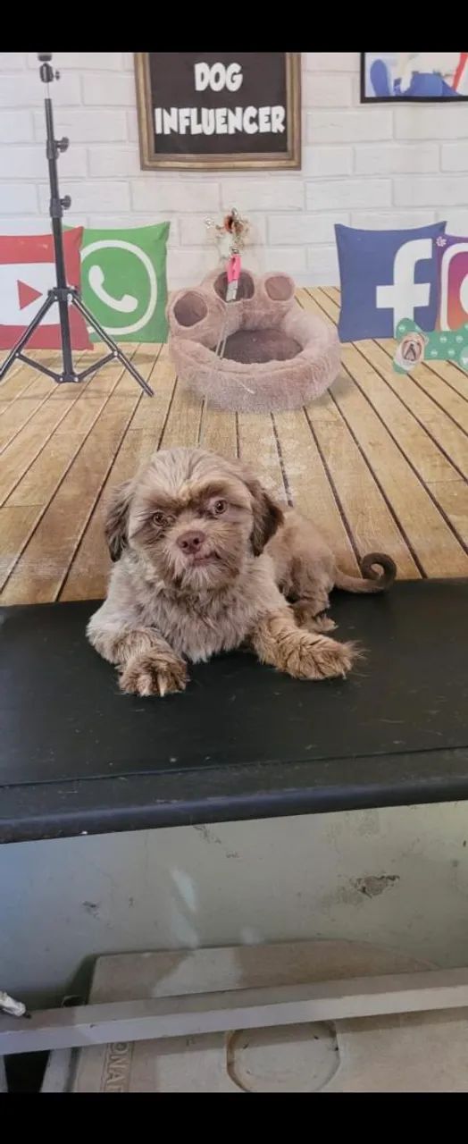 Shihtzu macho  - Foto 4