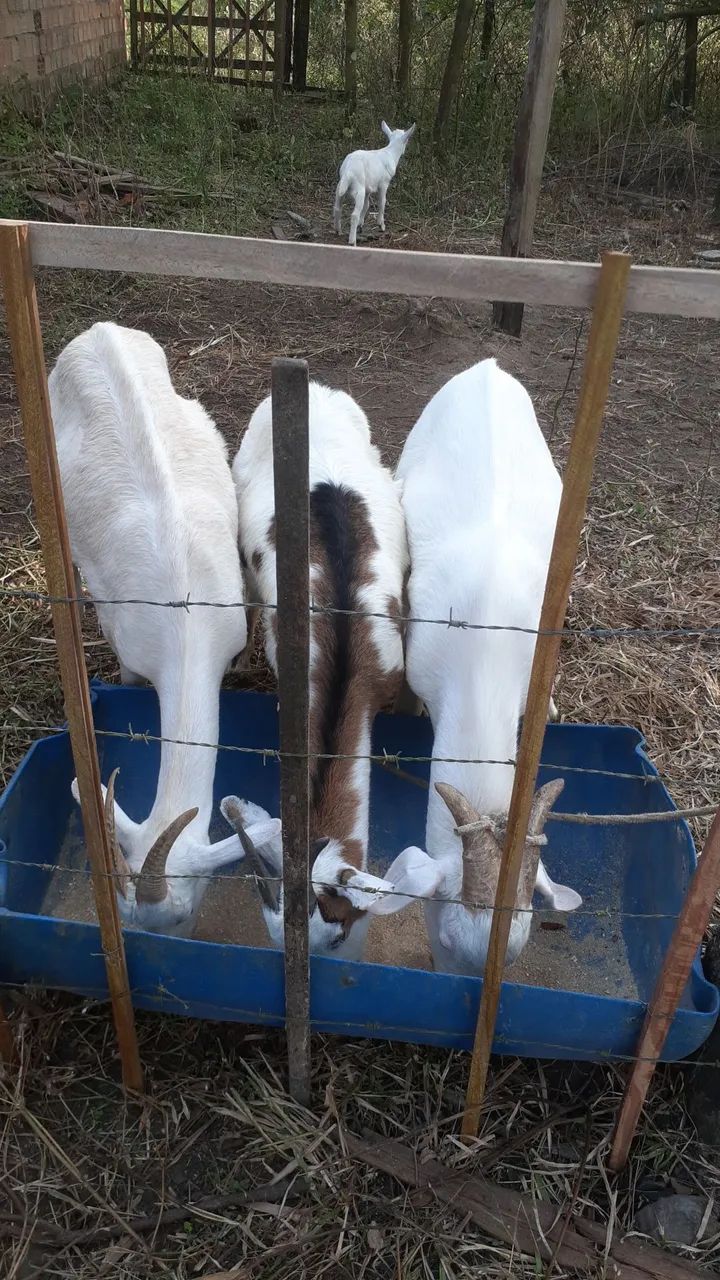 Cabras e bode para vender ou trocar