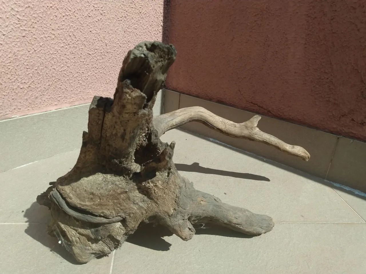 Raízes para terrários  - Foto 4