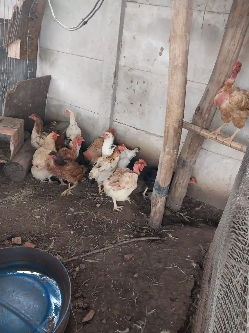 Galinhas caipira  - Foto 3