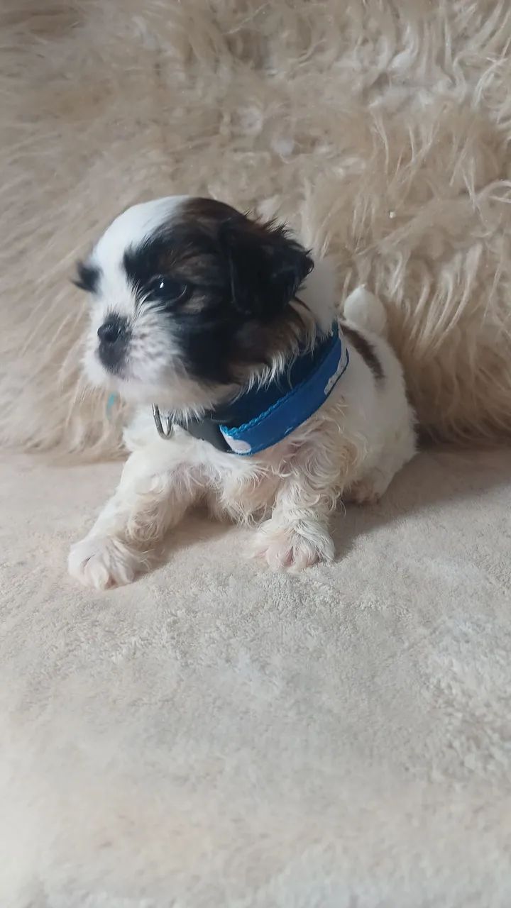 Filhote de shitzu macho mini - Foto 3
