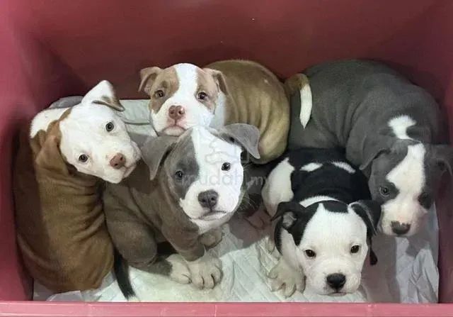 American Bully  - Foto 2