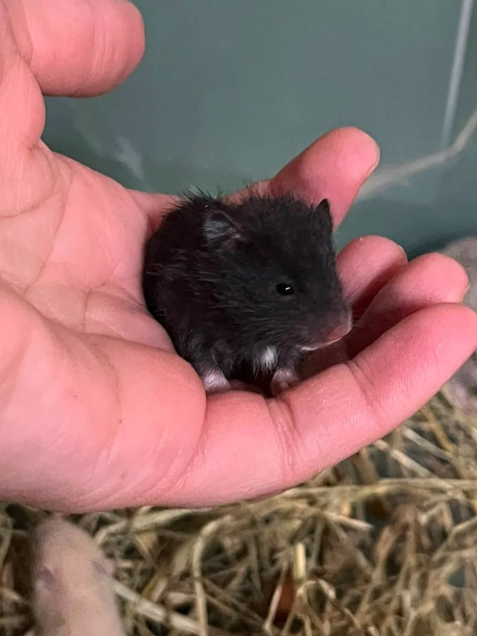 Hamster sírio  - Foto 2