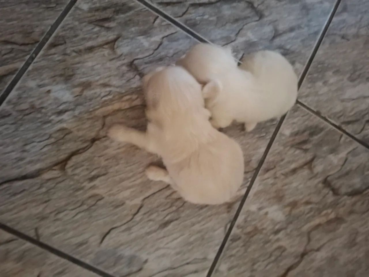 POODLE CASAL