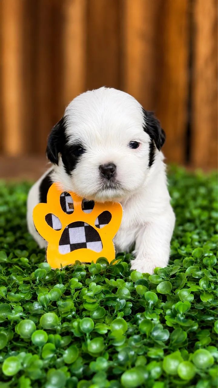 Shih tzu macho - Foto 2