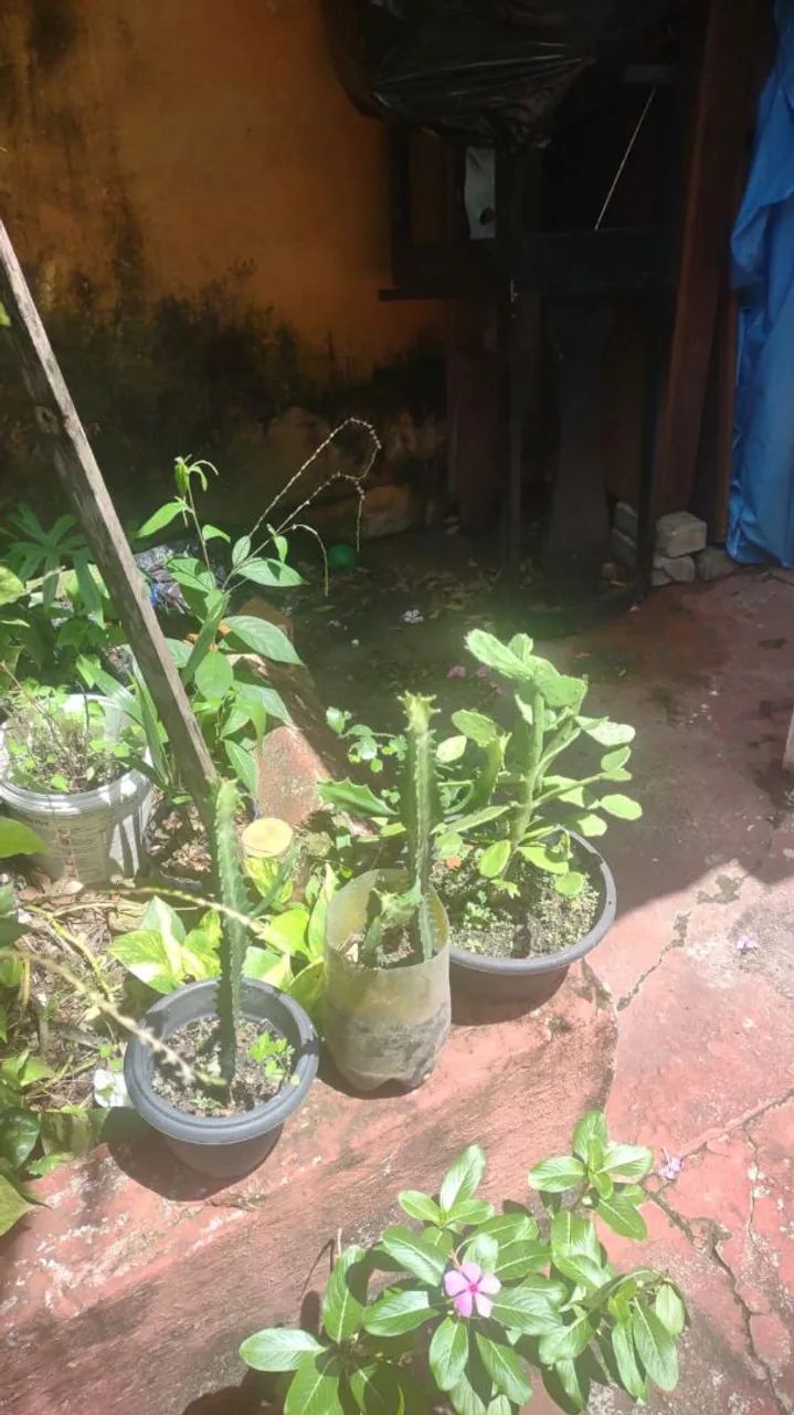 Vendo cactos