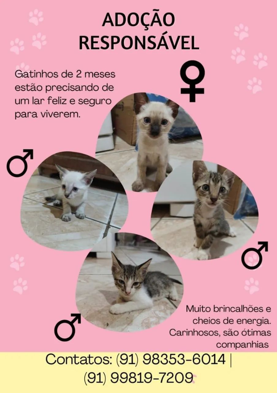 DOAÇÃO DE GATOS 