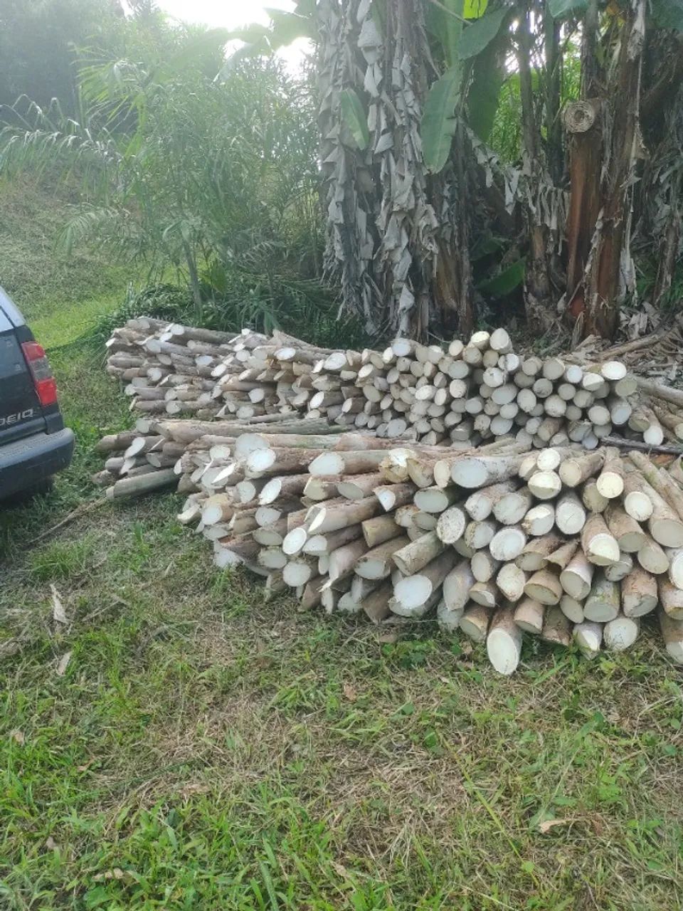SÍTIO 5 ALQUEIRES COM PUPUNHA, MACADAMIA E CAFÉ 