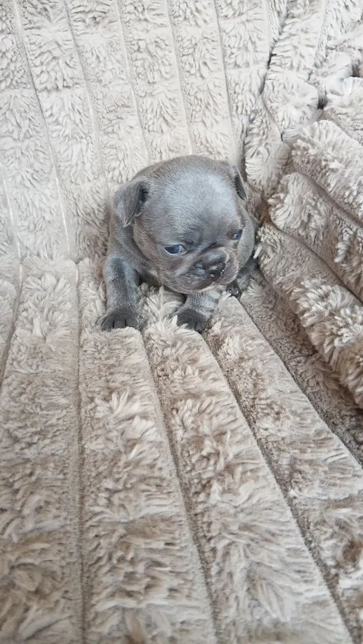 Buldogue francês  - Foto 3