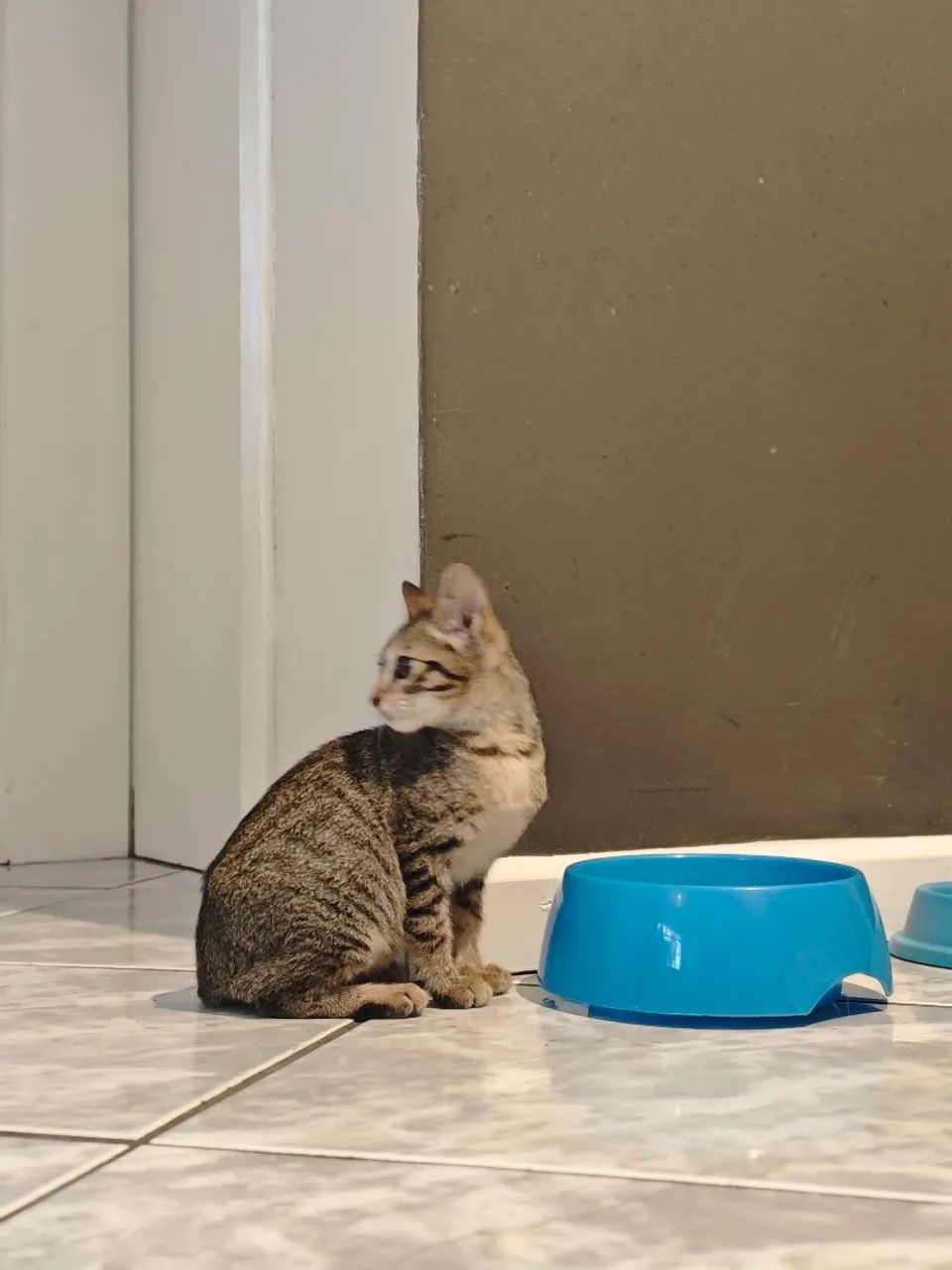 Gatinho para Adoção 
