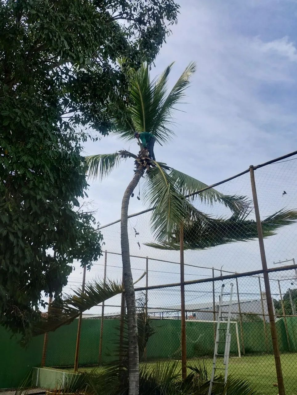 Serviço de poda e Jardinagem  - Foto 6