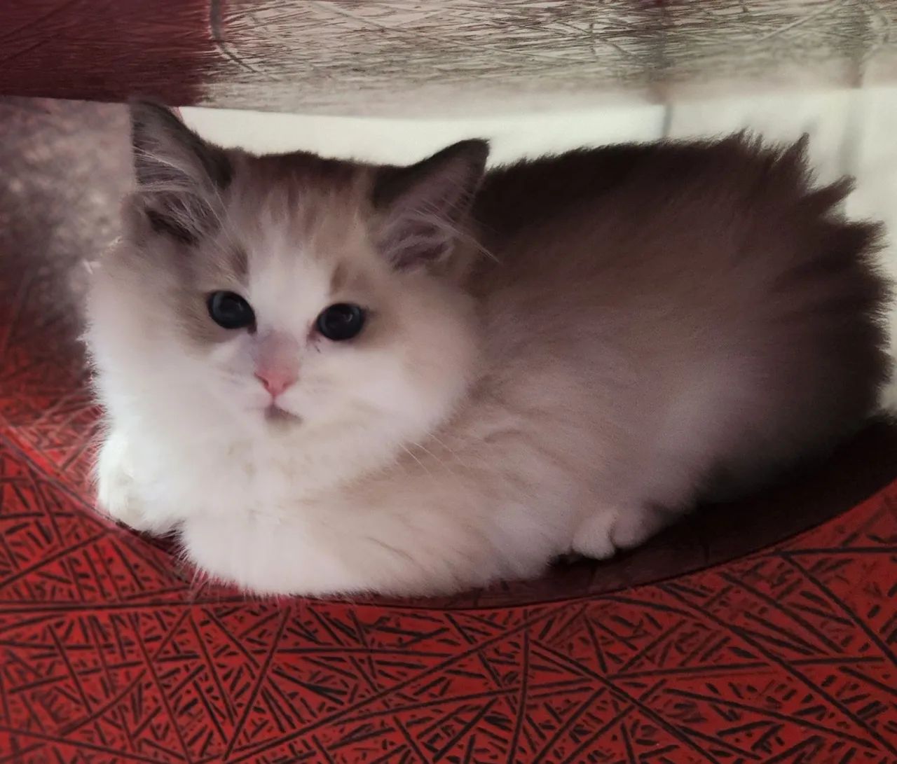 Ragdoll macho - Foto 3