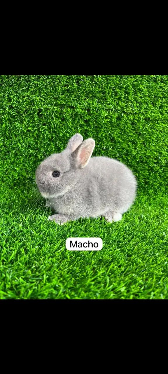 Lindos e disponíveis  - Foto 2