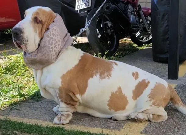 Basset Hound Macho para Cruza / Inseminação - Padrão Internacional - Foto 2