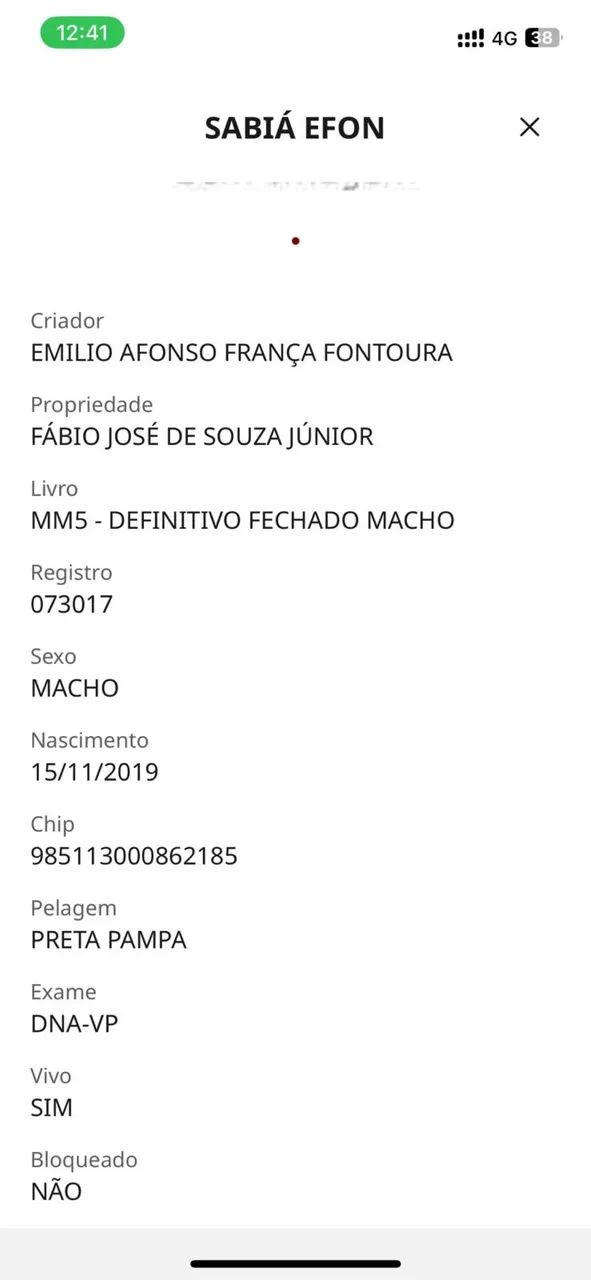 OPORTUNIDADE DUPLA: Cavalo Mangalarga Marchador Registrado + Égua Prenha - Foto 4