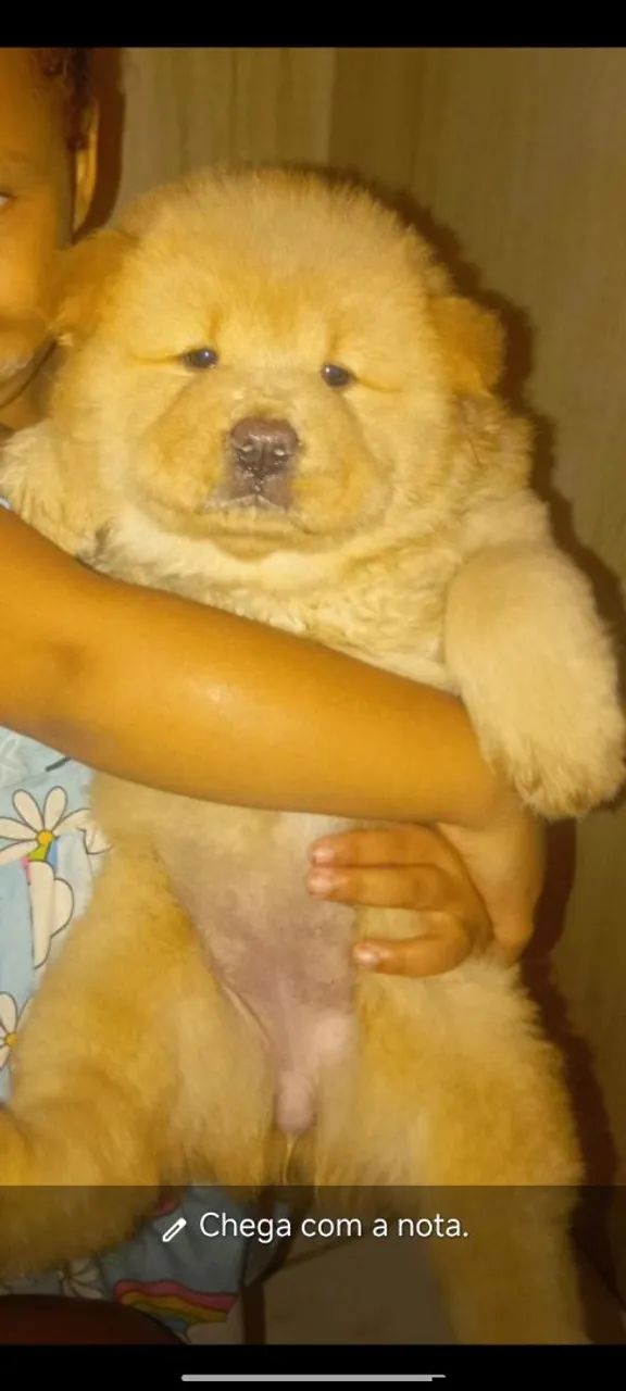 Cachorro 