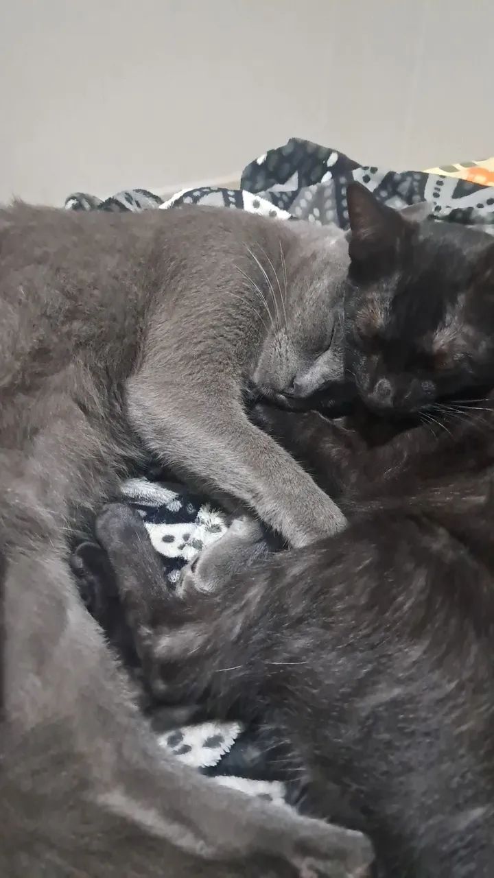 Cuidadora de Pets | PetSister  - Foto 4
