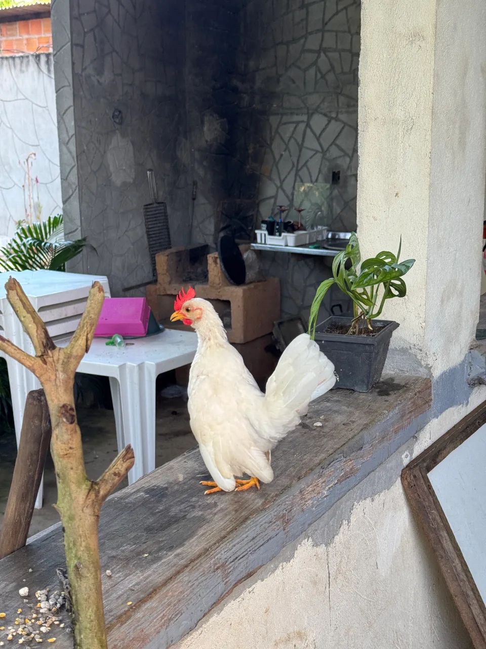 Frango serama  - Foto 2