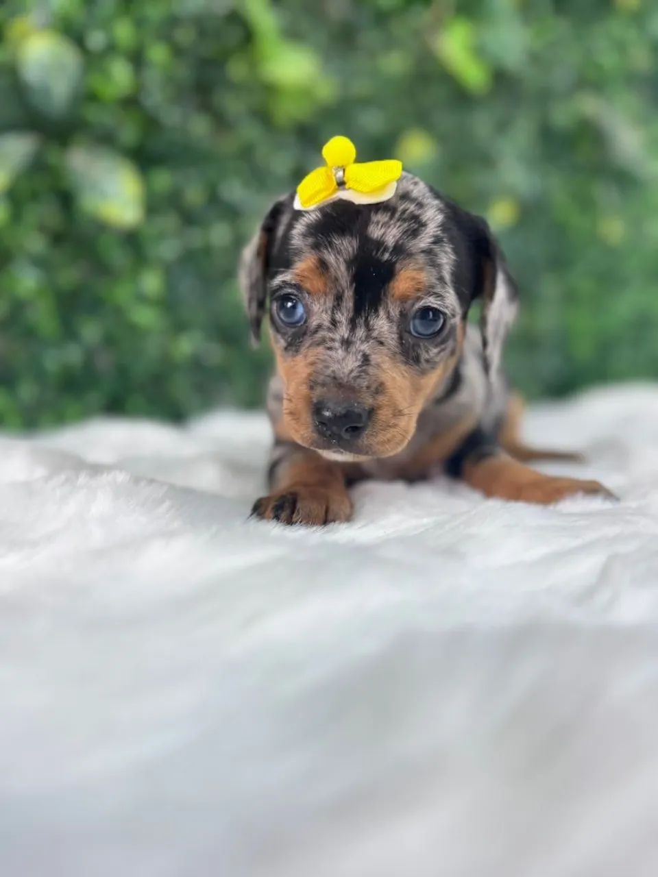 Dachshund