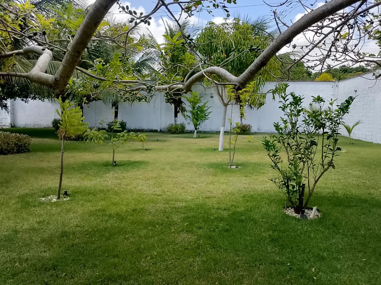 Vendo sítio próximo a lagoa do banana - Foto 5